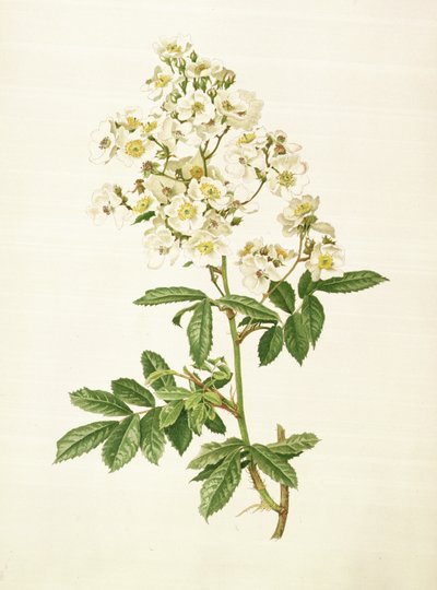 Rosa multiflora - Alfred Parsons